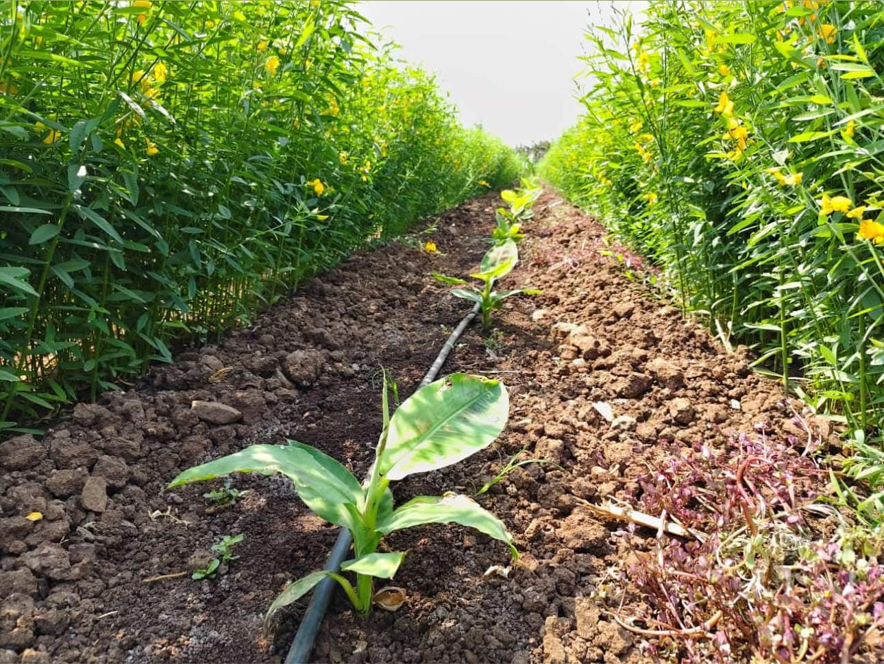 Our farm