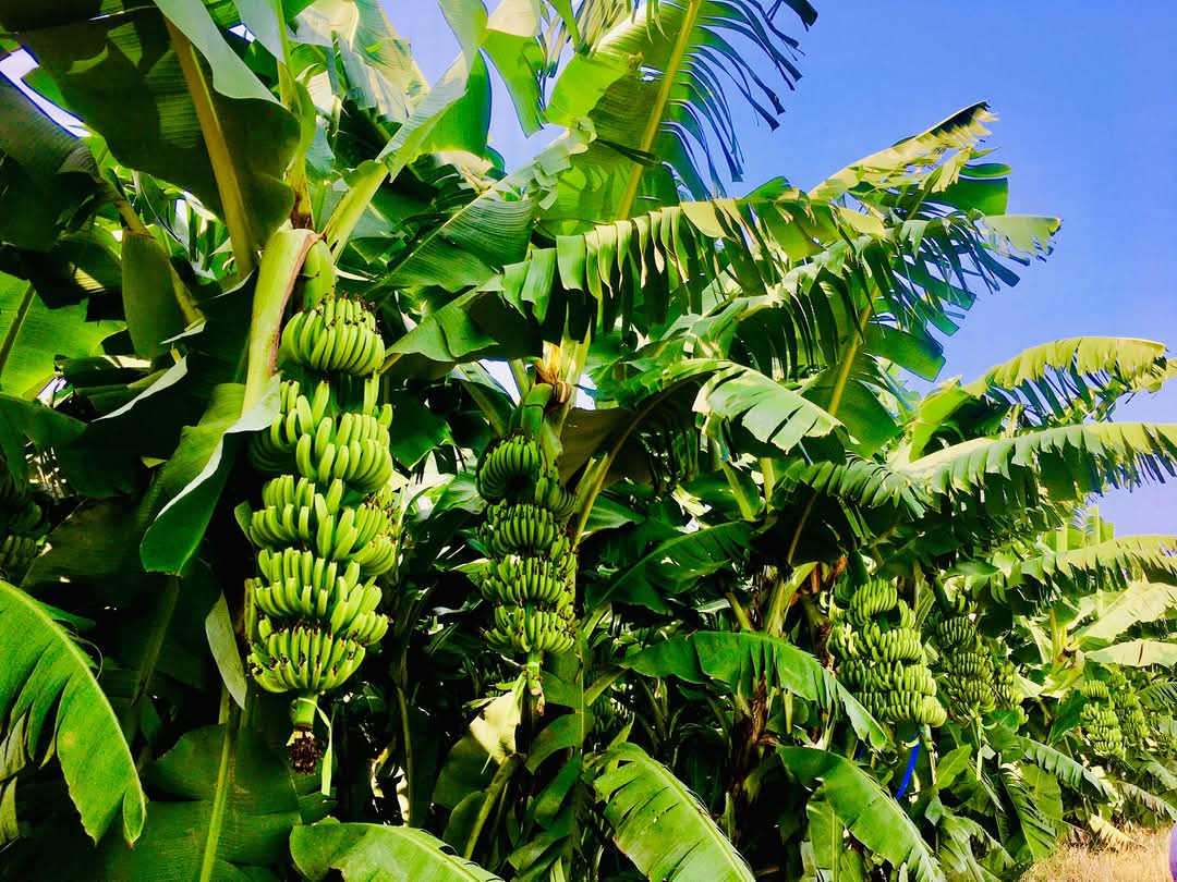 Fresh fruits and vegetables