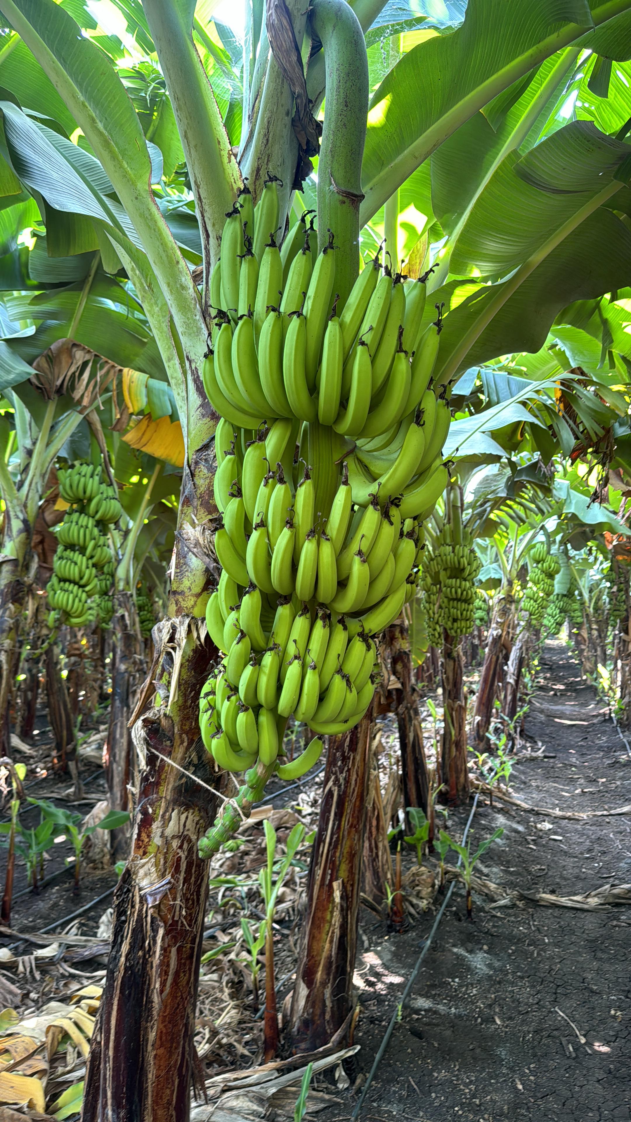 Fruit sorting