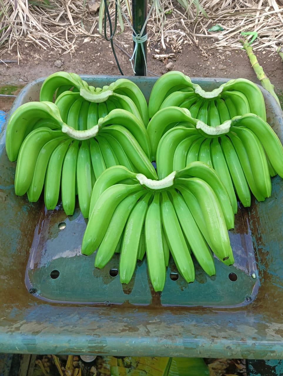 Cavendish Banana